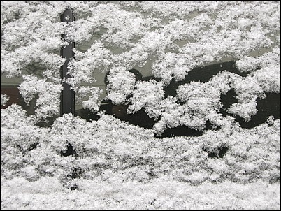 xue11.JPG