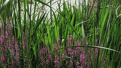 img_2172.JPG