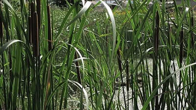 img_2226.JPG