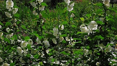 img_2232.JPG